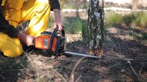 Best Tree Preservation Services  in Foley, MN